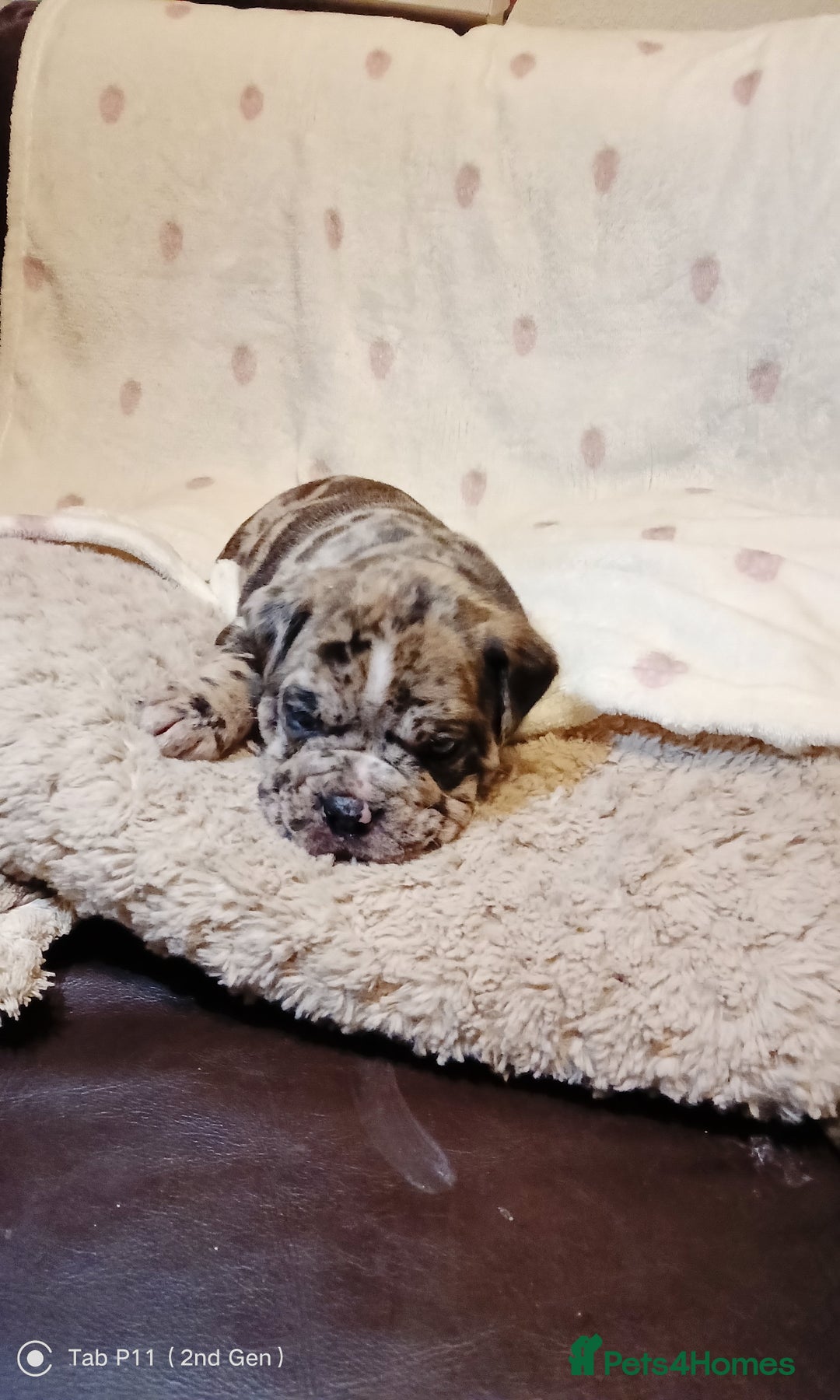 Olde English Bulldogge dogs for sale: Olde English bulldogge puppys - Advert 3