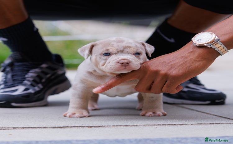 American Bully dogs - Advert 3