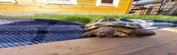 Tortoise reptiles for sale: HORSFIELD TORTOISE - Russian tortoise in Shipley - Advert 6