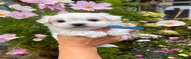 Maltese 3