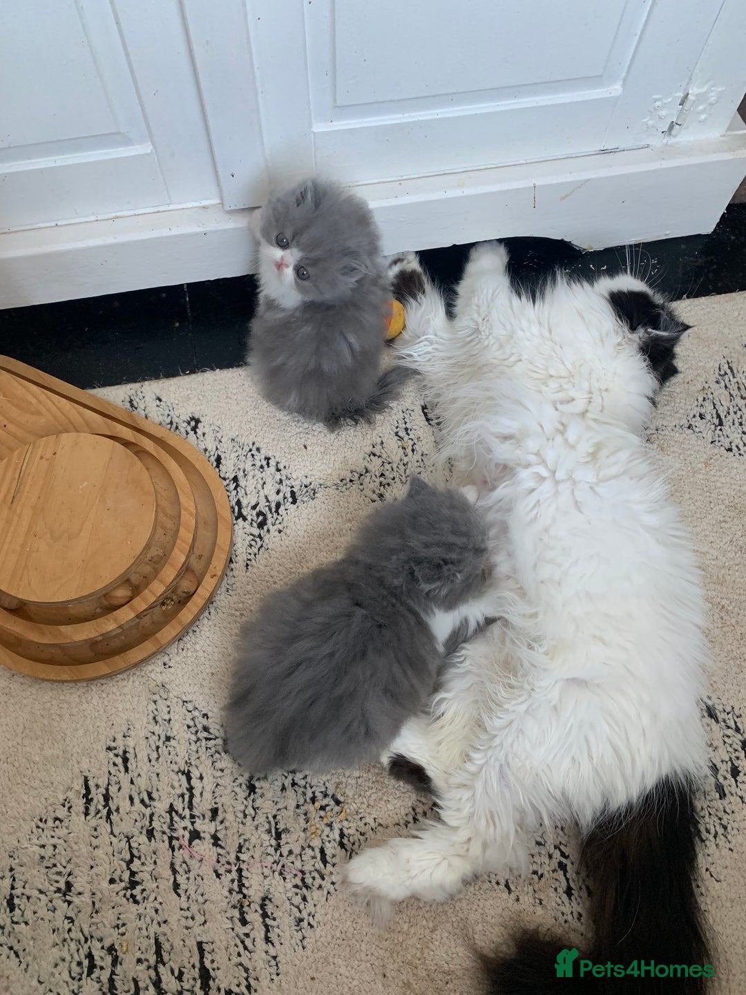 Persian cats for sale: GCCF Reg,Persian Kittens - Image 4