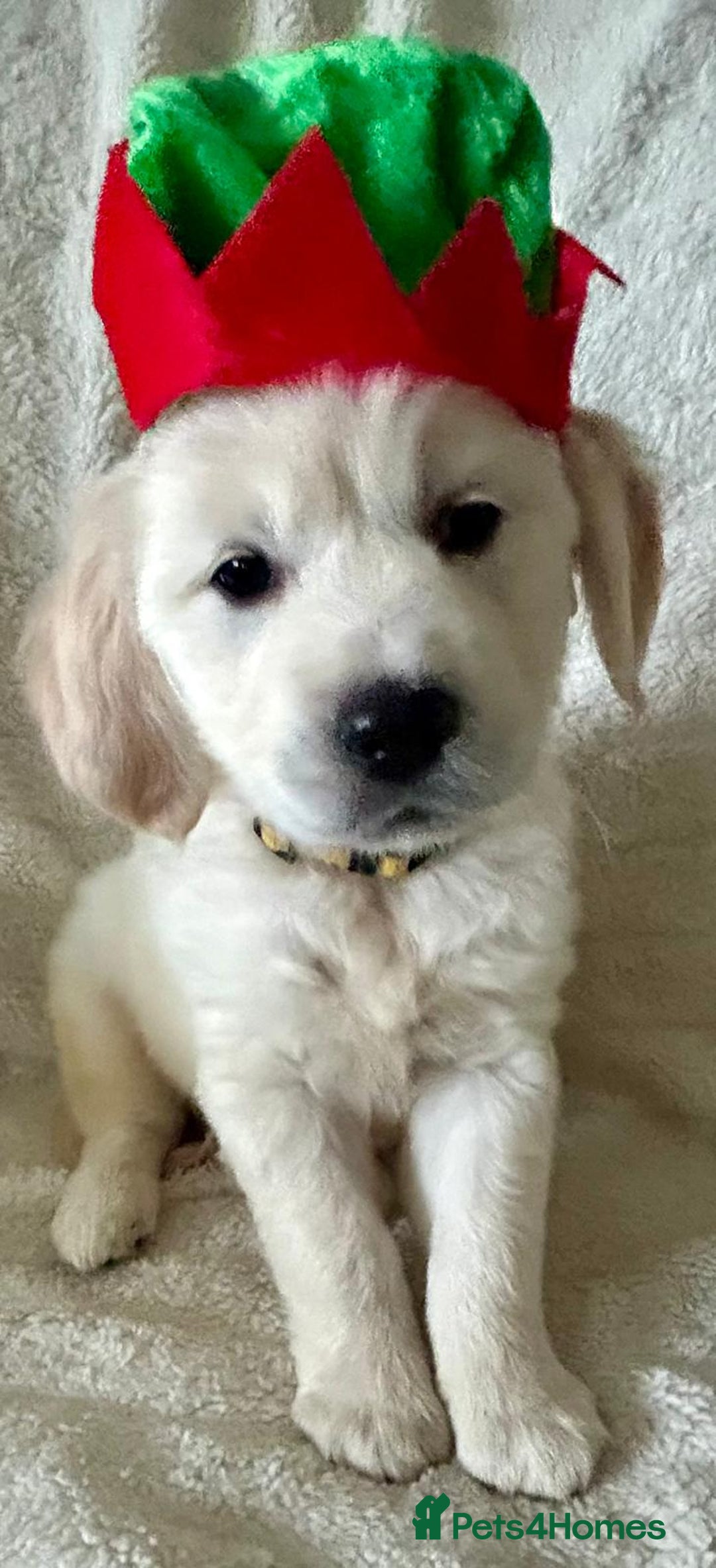 Golden Retriever dogs for sale: Chunky, cream pups - Advert 7