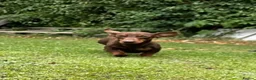 Miniature Dachshund dogs for sale: Miniature Dachshund Black & Tan Female.   in Goole - Advert 13