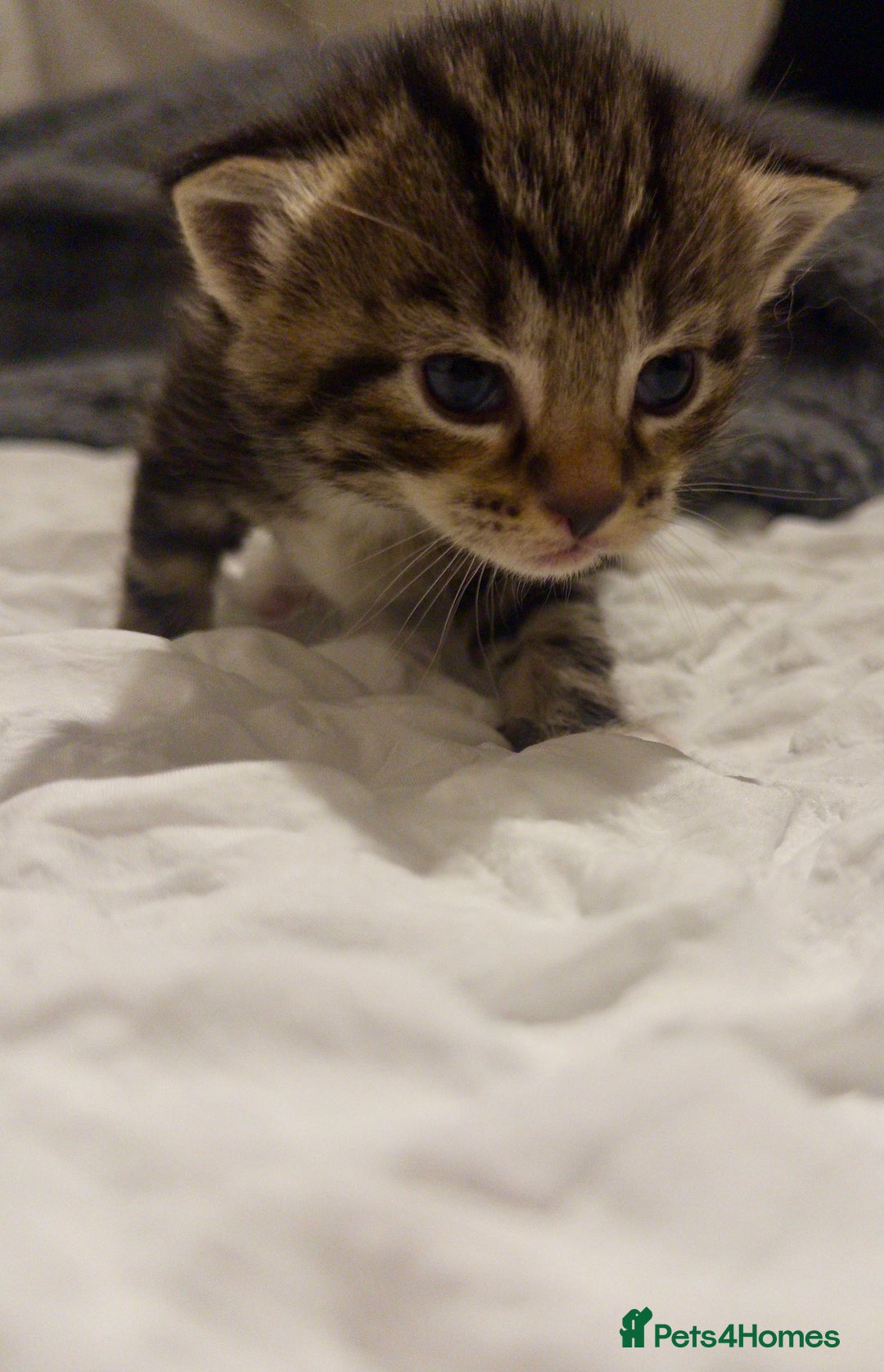 Mixed Breed cats for sale: Stunning Turkish Angora/ domesticShorthairKittens  - Advert 2