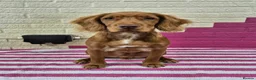 Cocker Spaniel dogs for sale: Cocker spaniel pup  in Lincoln - Advert 2