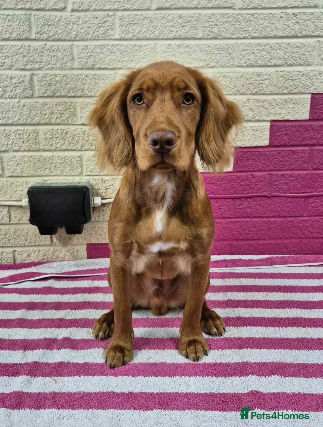 Cocker Spaniel dogs for sale: Cocker spaniel pup  in Lincoln - Advert 2