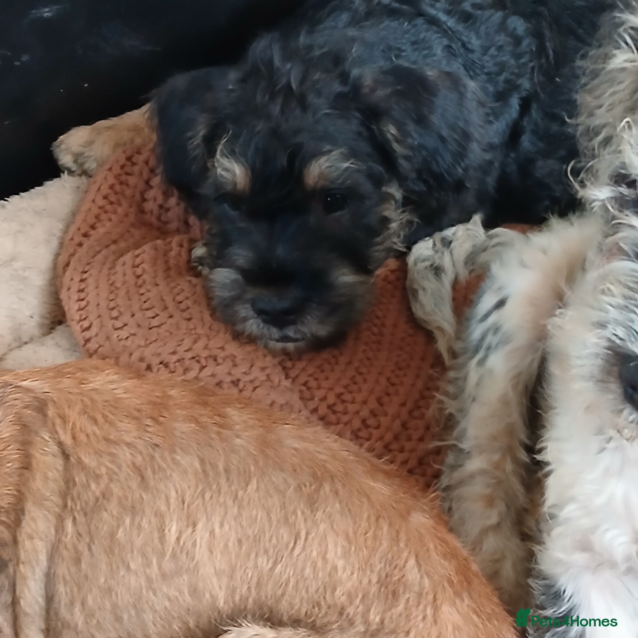Mixed Breed dogs FRENCHIE POOS - Advert 3
