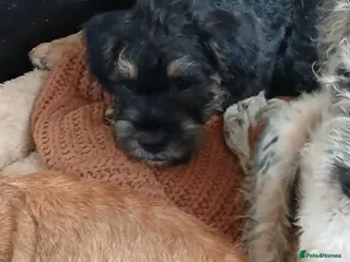 Mixed Breed dogs FRENCH Cockapoos - Advert 3