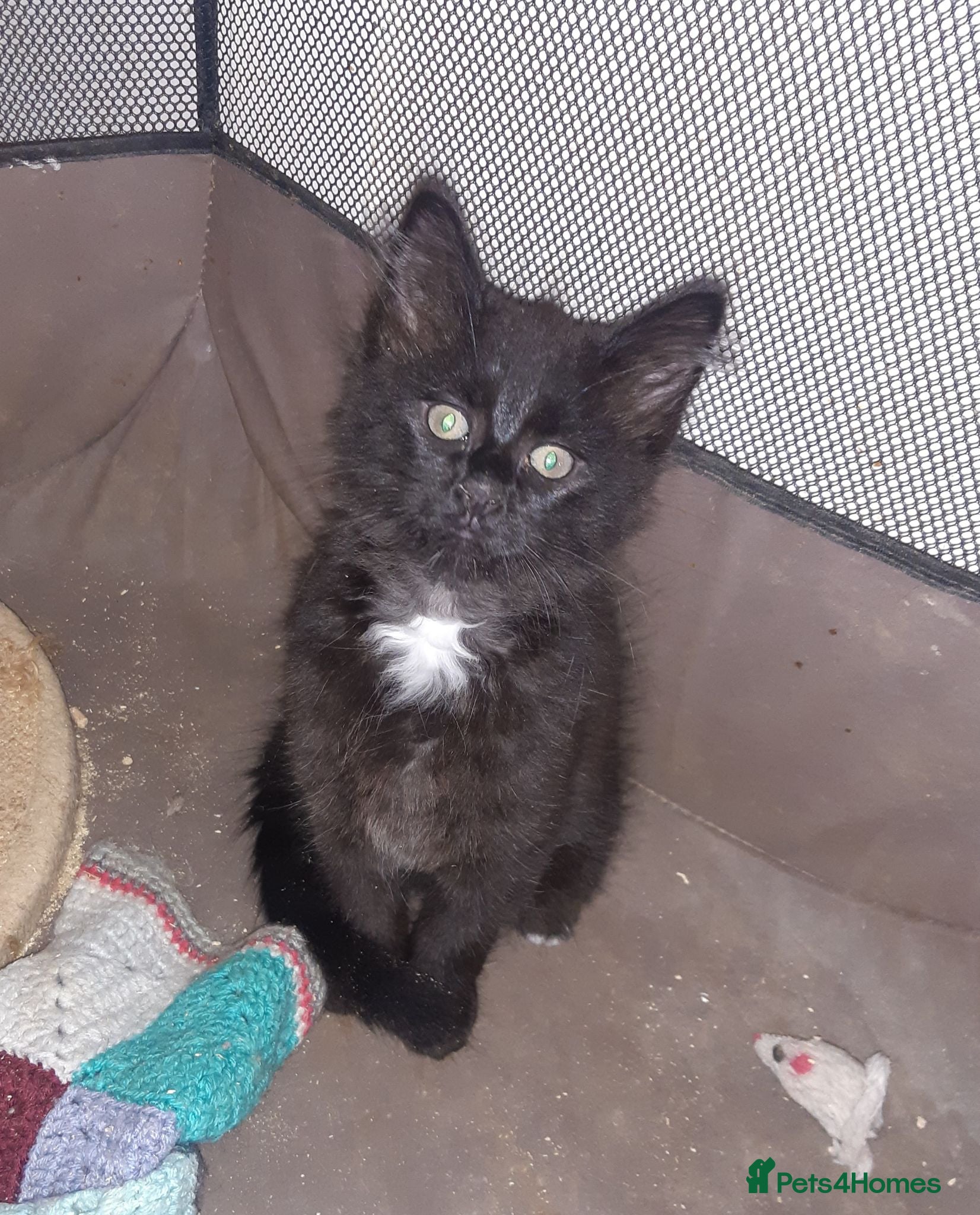 Mixed Breed cats Beautiful rescue kittens for adoption - Advert 17