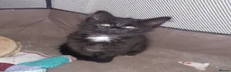 Mixed Breed cats for adoption: Beautiful rescue kittens for adoption - Advert 4