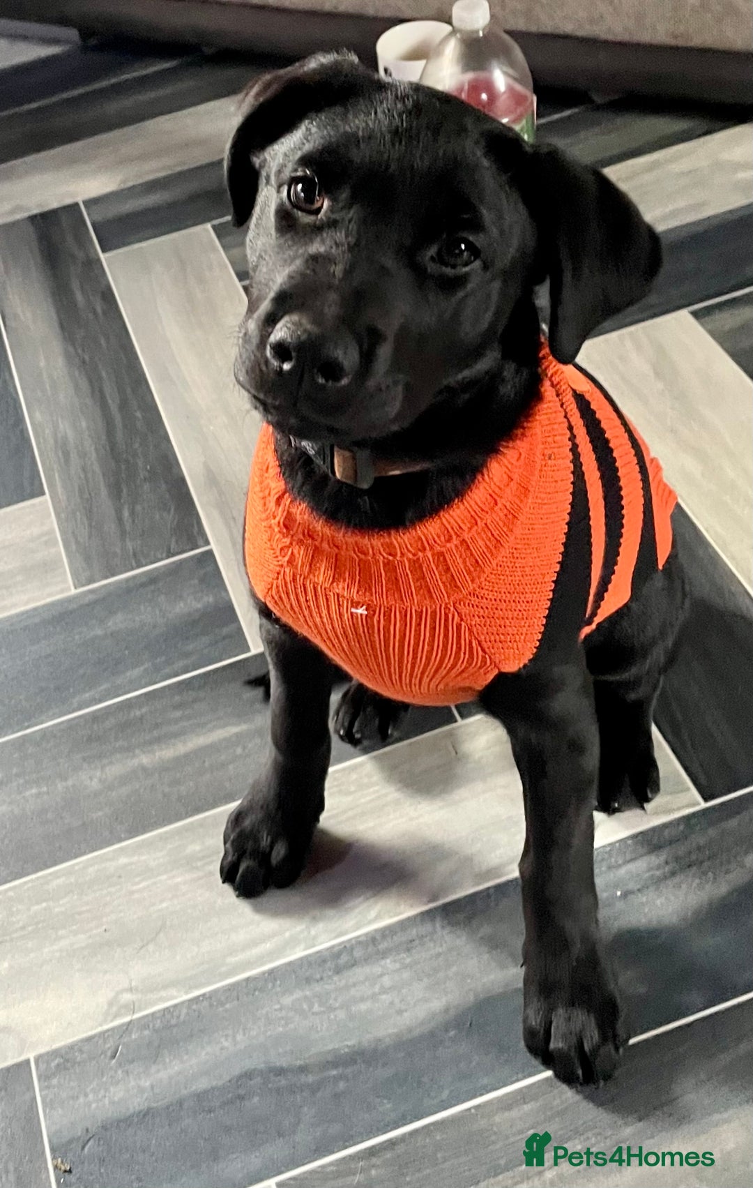 Mixed Breed dogs for sale: 2 beautiful nearly 6 month girls  - Advert 26