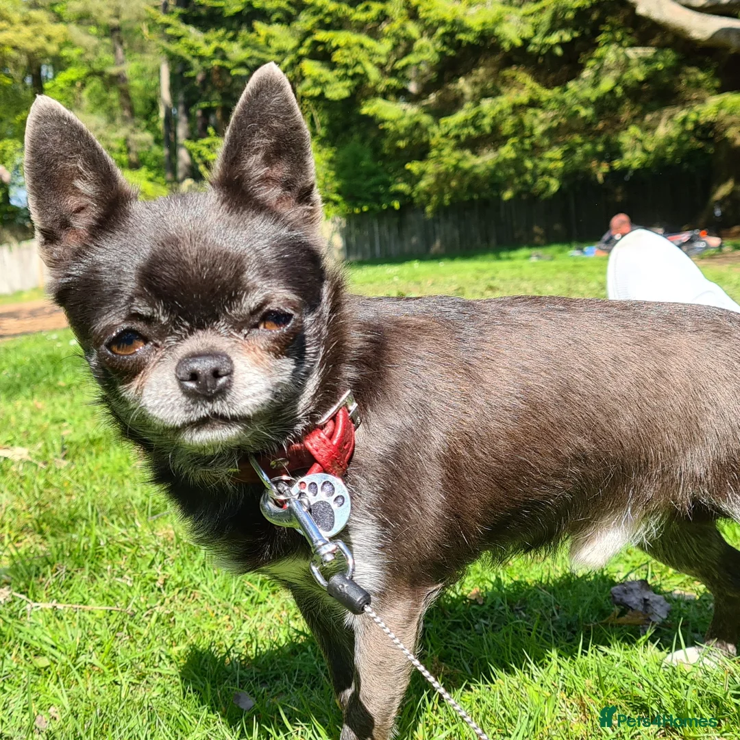 Chihuahua dogs for stud: KC Blue Smooth Coat Chihuahua in Blairgowrie - Advert 3