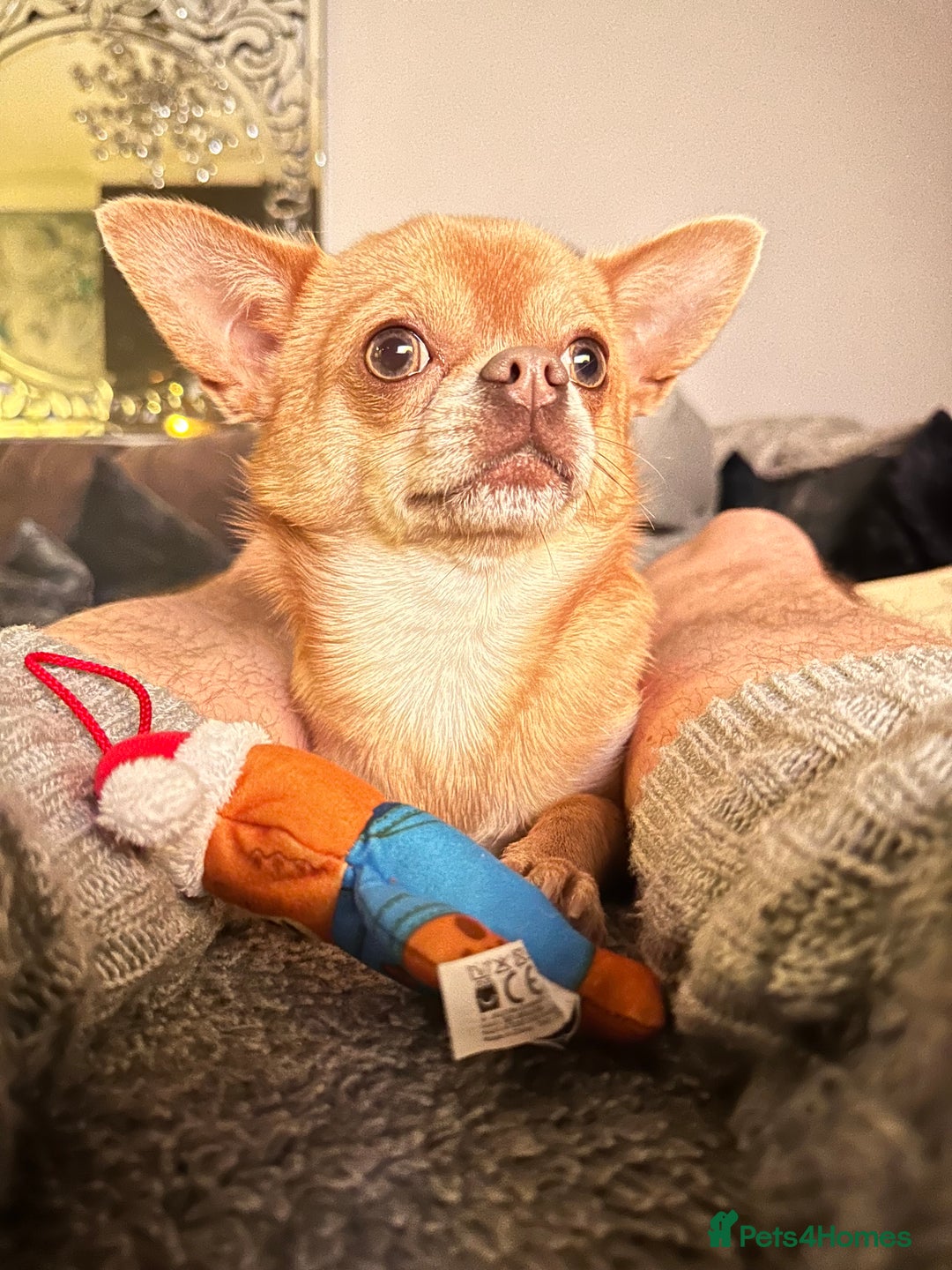 Chihuahua dogs for stud: Chihuahua short hair  - Advert 14