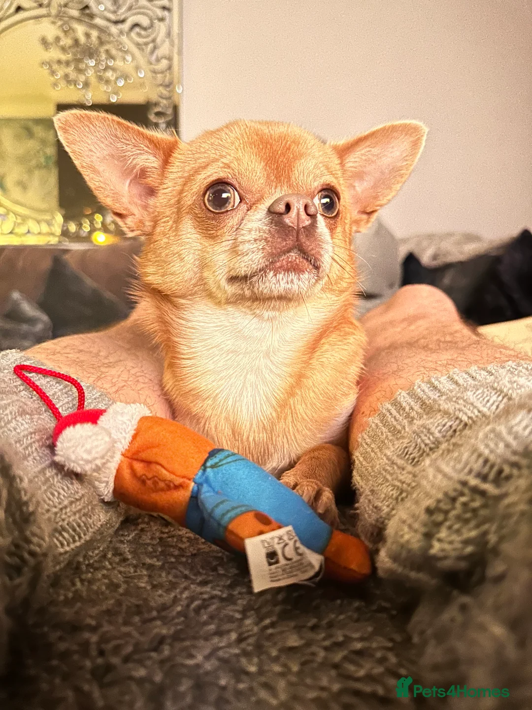 Chihuahua dogs for stud: Chihuahua short hair  - Advert 14