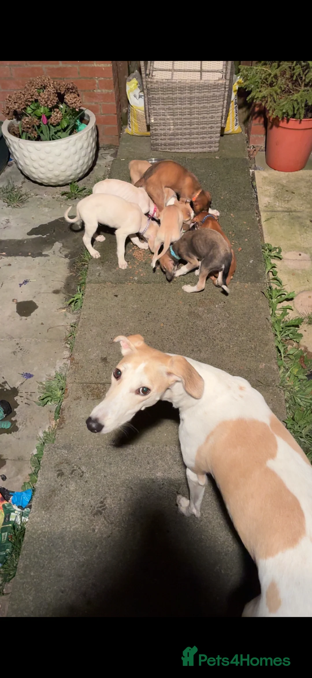 Saluki dogs for sale: Saluki greyhound puppies in Crewe - Advert 2