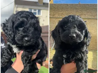 Cockapoo dogs 🐶 Beautiful F2 Cockapoo Puppies for Sale 🐶 - Advert 1