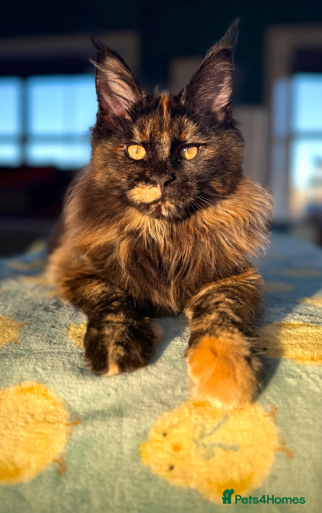 Maine Coon cats for sale: Exceptional Maine Coon Girls Ready Now - Advert 1