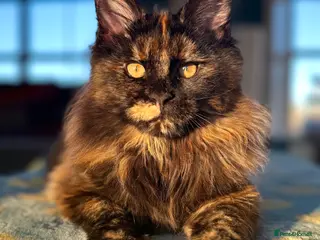 Maine Coon cats Exceptional Maine Coon Girls Ready Now - Advert 1