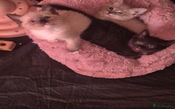 Norwegian Forest Cat cats for sale: Norwegian forest mixed tabby - Image 4