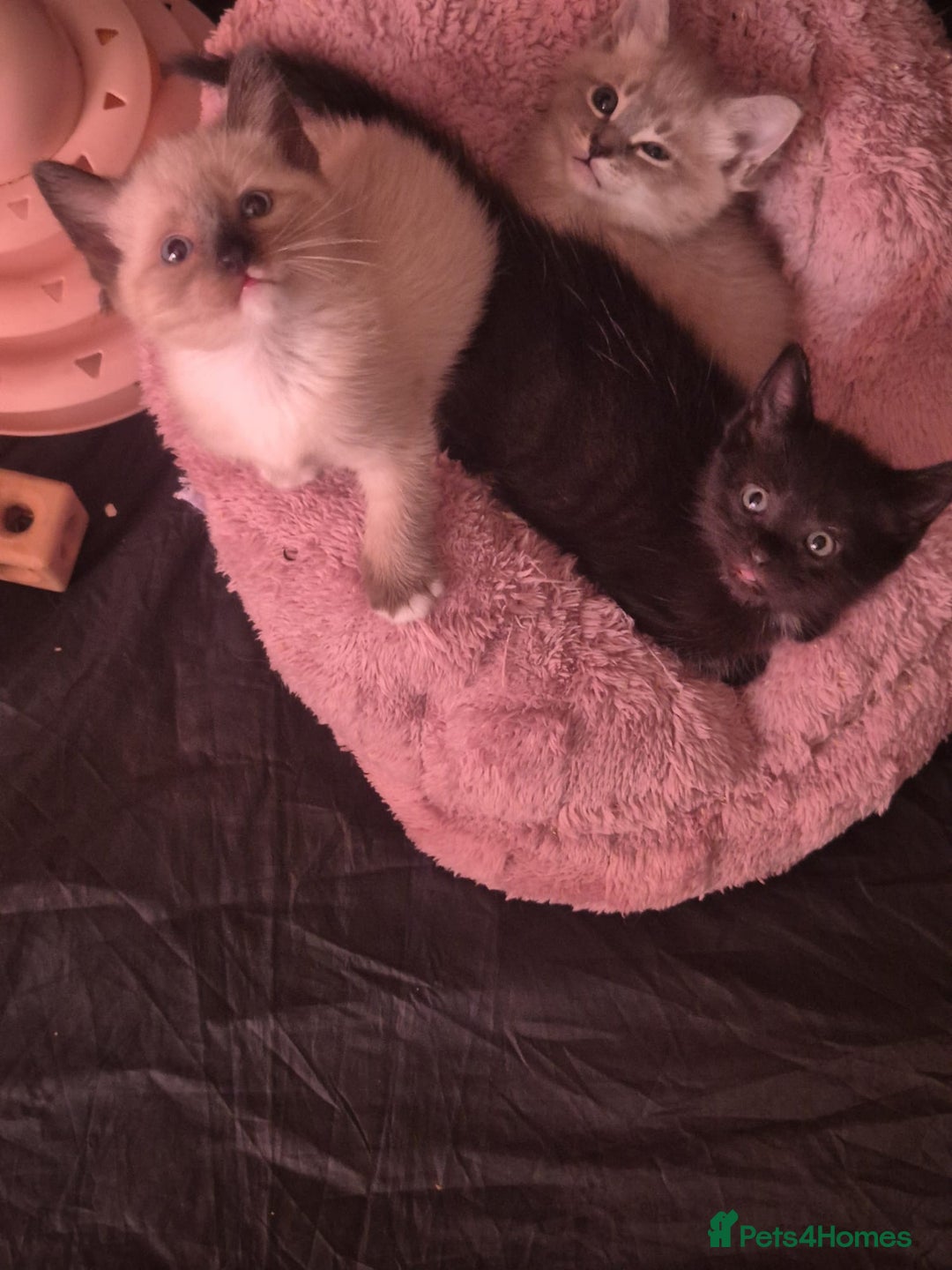 Norwegian Forest Cat cats for sale: Norwegian forest mixed tabby - Image 4