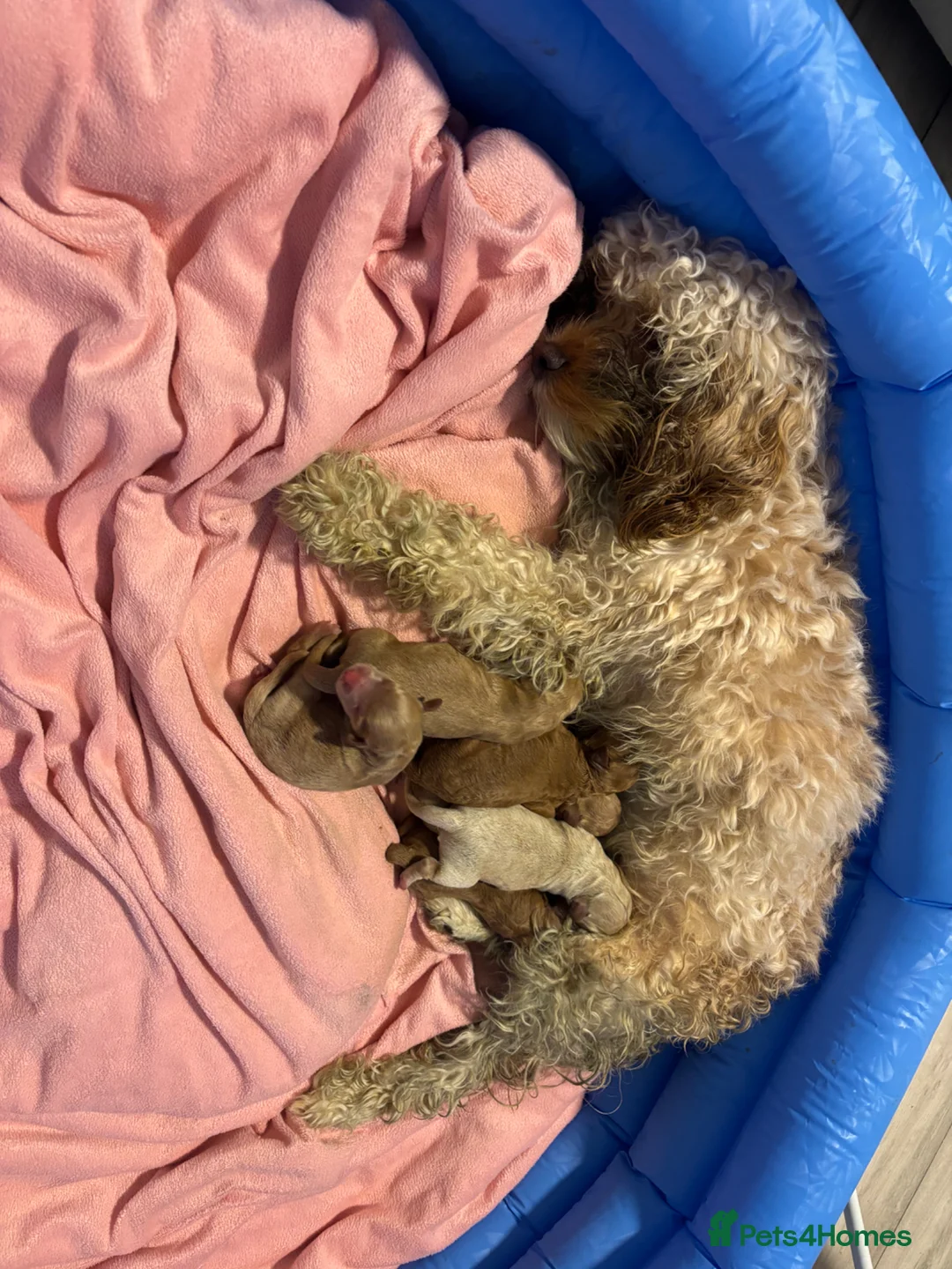 Cavapoo dogs for sale: Cavapoo Fb puppies - Advert 2