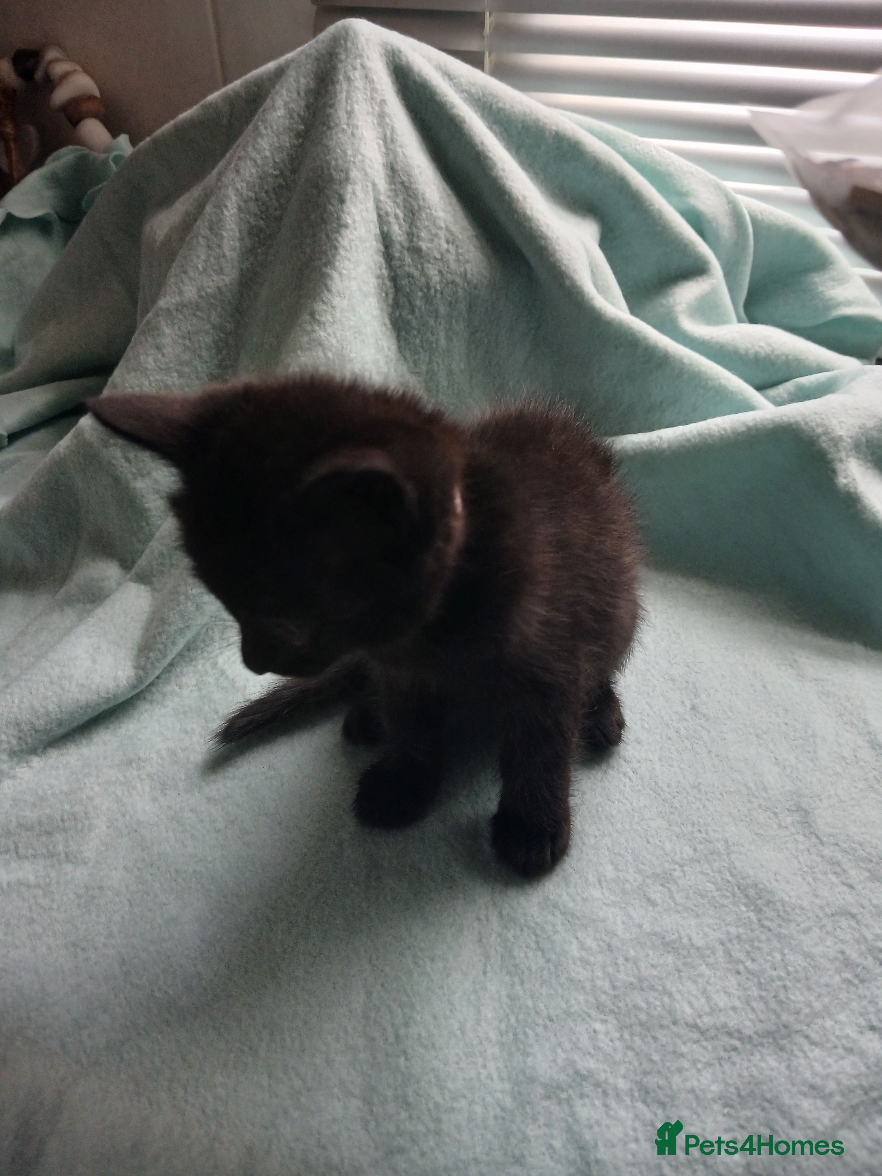Mixed Breed Kitten 3