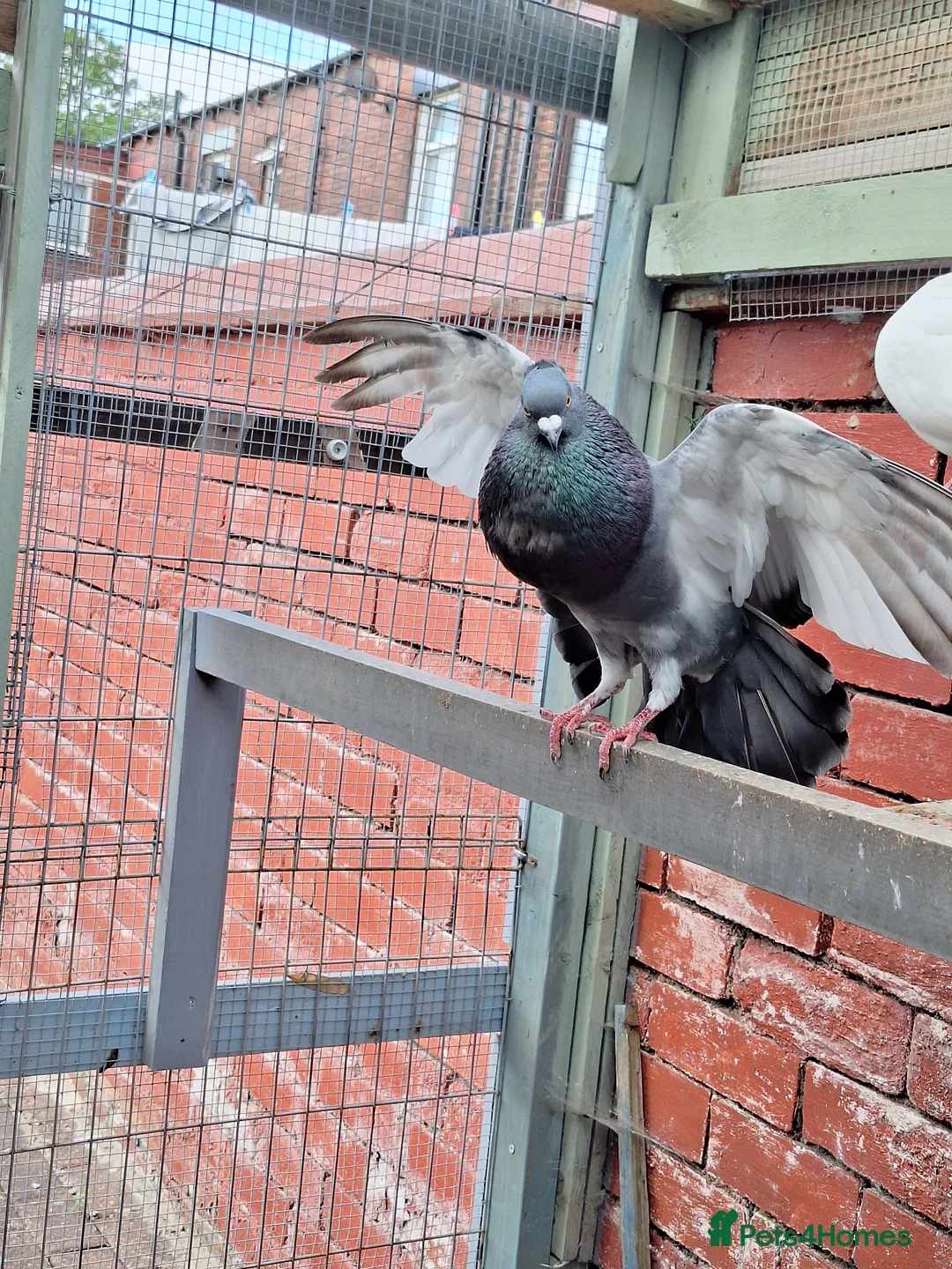 Pigeons birds for sale: 4 mix pigeon for sale - Advert 7