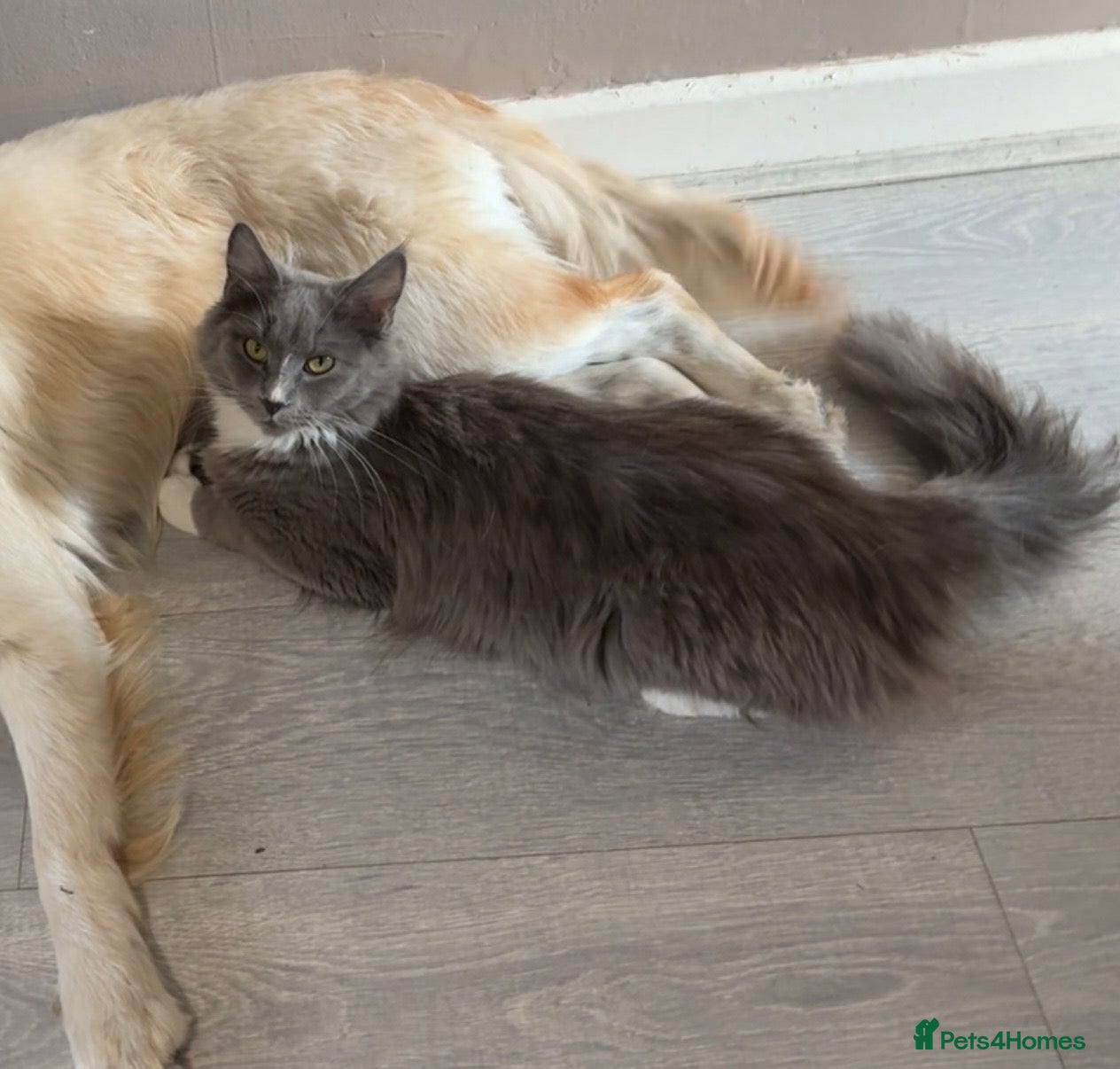 Maine Coon cats Maine coon kittens - Advert 1