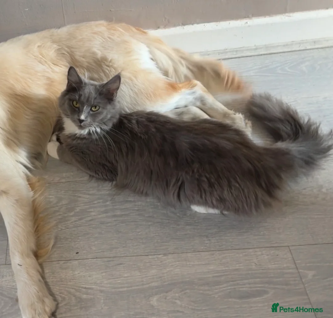 Maine Coon cats for sale: Maine coon kittens - Advert 1