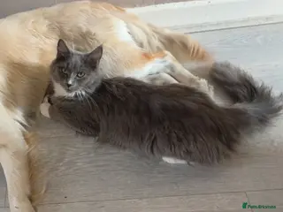 Maine Coon cats Maine coon kittens - Advert 2