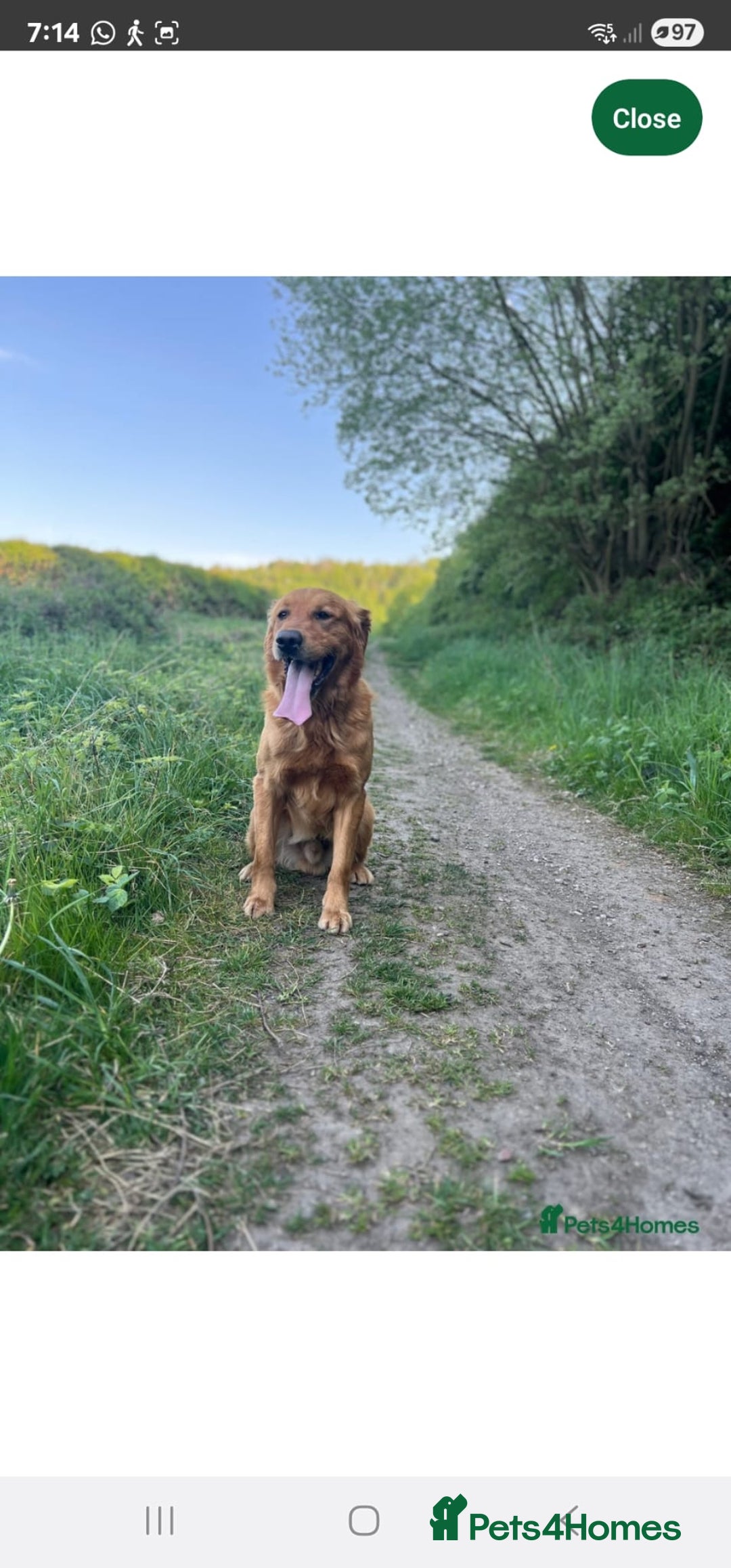 Golden Retriever dogs for sale: Stunning KC, working Golden retriever pups - Advert 5