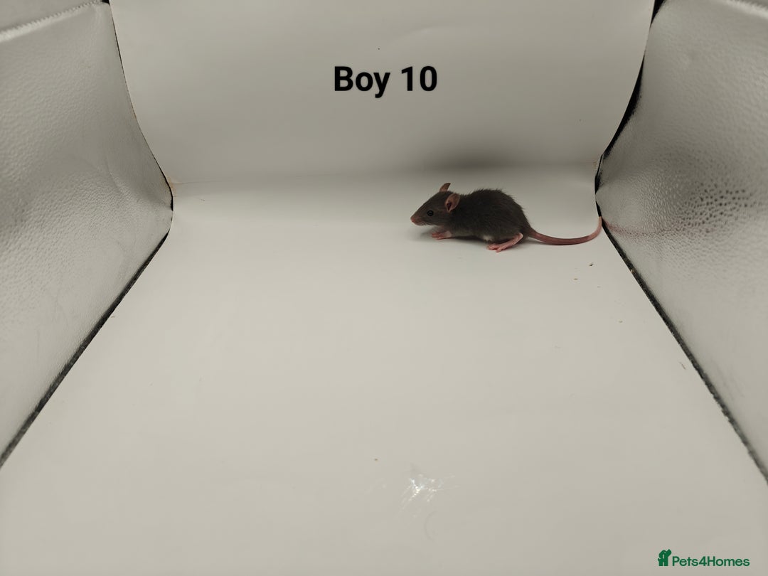 Rat rodents for sale: JAN: 27 Rats (21 Rats: 10 Boys & 11 Girls Left) - Advert 11