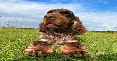 Cocker Spaniel dogs - Advert 2
