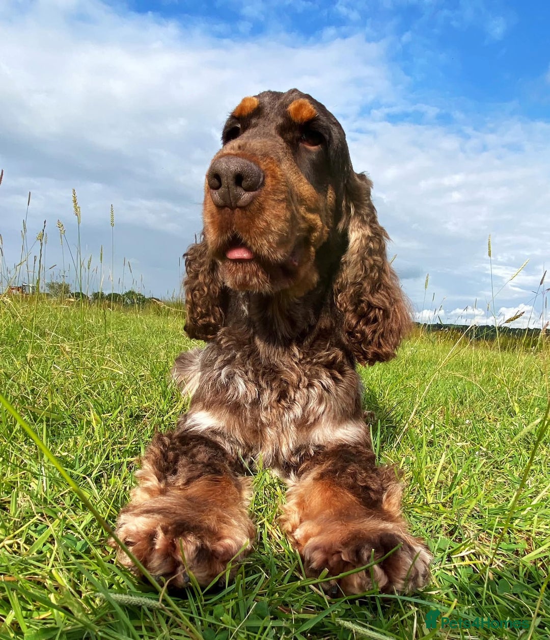 Cocker Spaniel dogs for sale: Stunning litter of 10 cocker spaniels KC reg 5⭐️ - Image 2