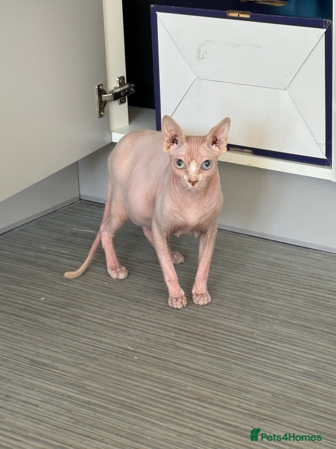 Sphynx cats for sale: Sphynx Kittens - Image 11