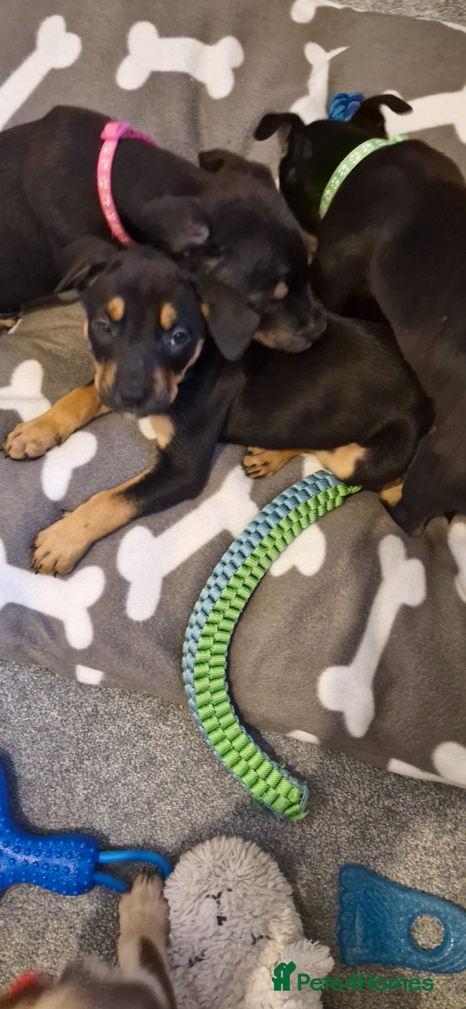 Mixed Breed dogs Doberman/shepherd puppies - Advert 19