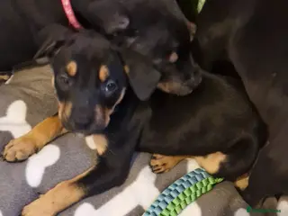Mixed Breed dogs Doberman/shepherd puppies - Advert 2
