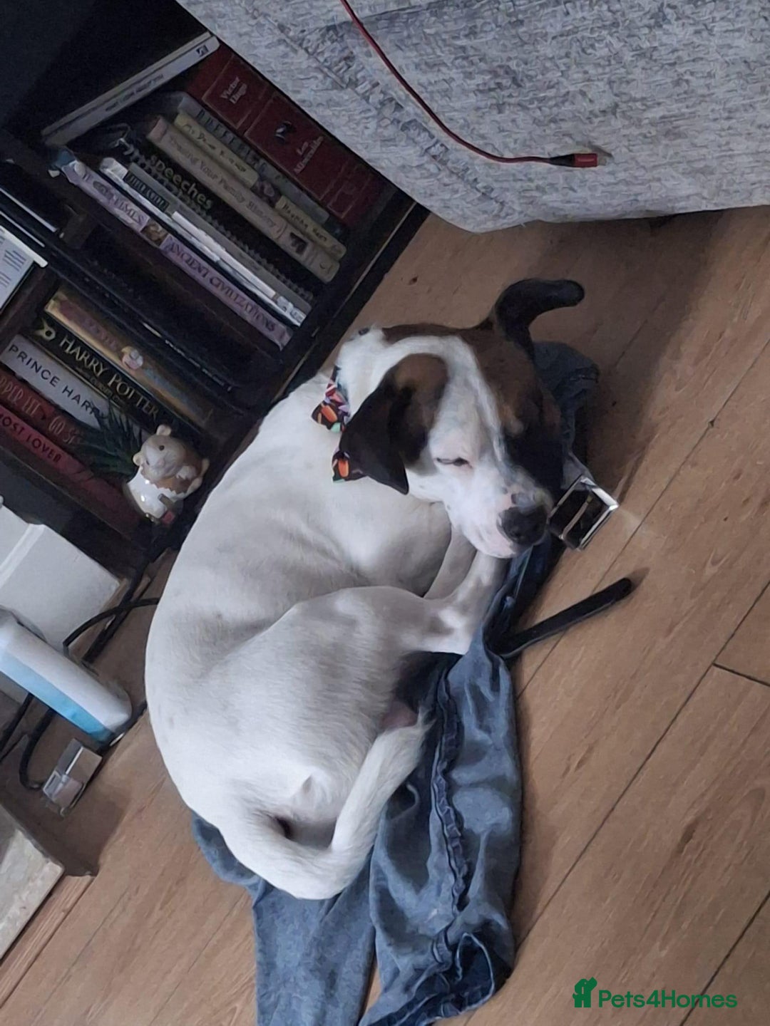 Mixed Breed dogs for sale: Bruno - Needs a New, Loving Home - Image 26