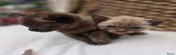Burmese cats for sale: Outstanding Pedigree Burmese Kittens,Vet checked - Advert 27
