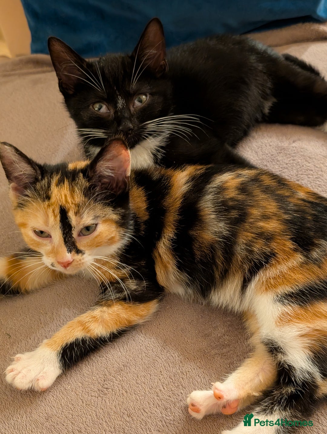 Mixed Breed cats for sale: Calico and Black& white kittens 1x female 1x male  - Advert 13
