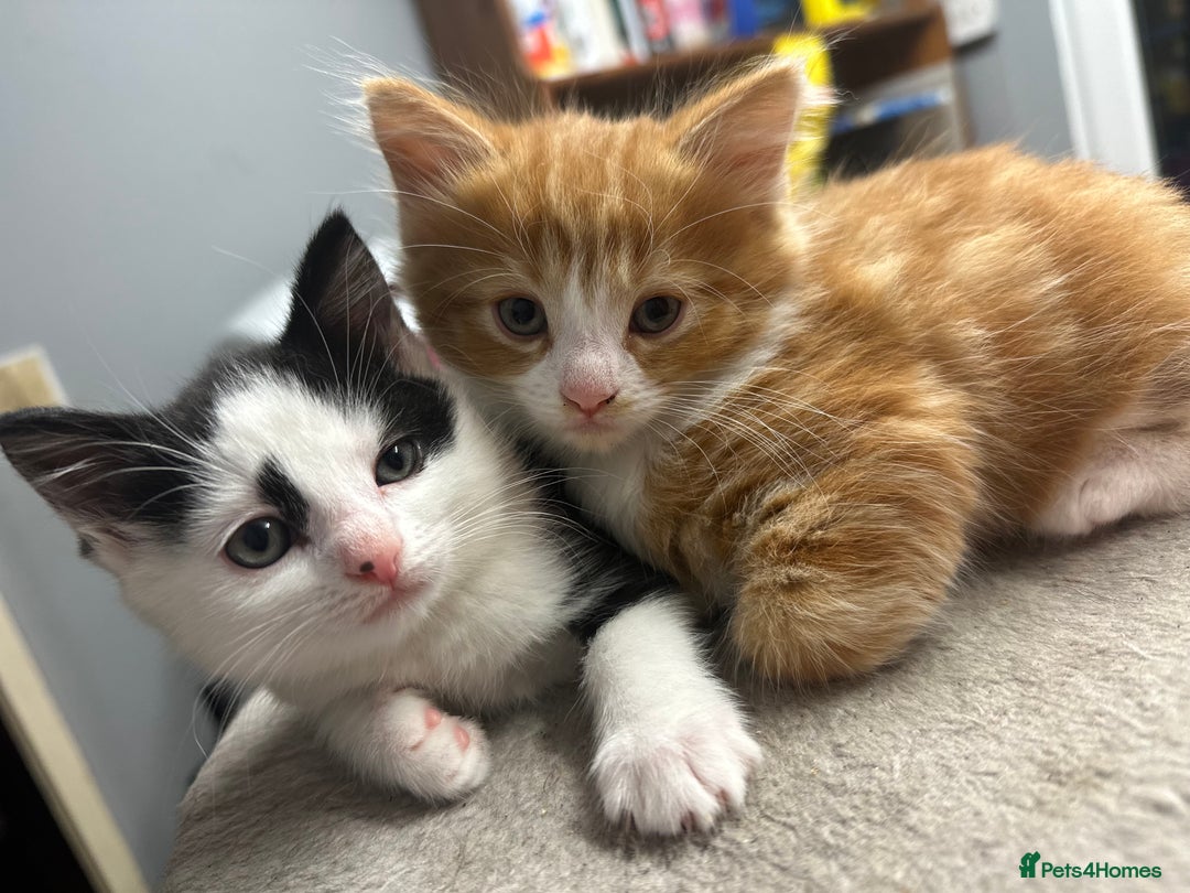 British Longhair cats for sale: Two gorgeous kittens  - Image 1