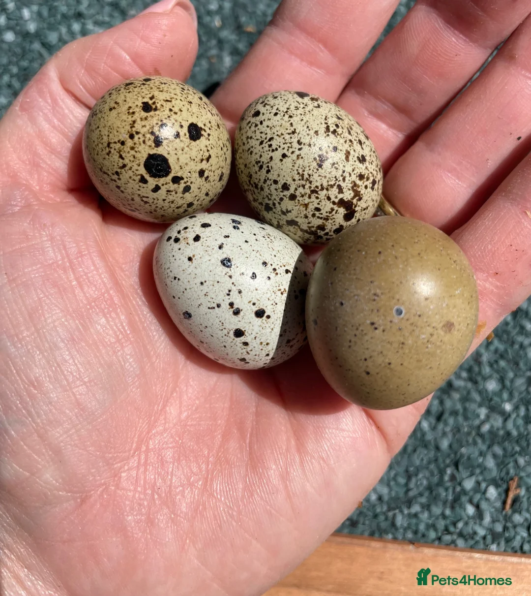 Quail poultry for sale: Three beautiful POL Quail (x1 Celadon) in Totnes - Advert 3