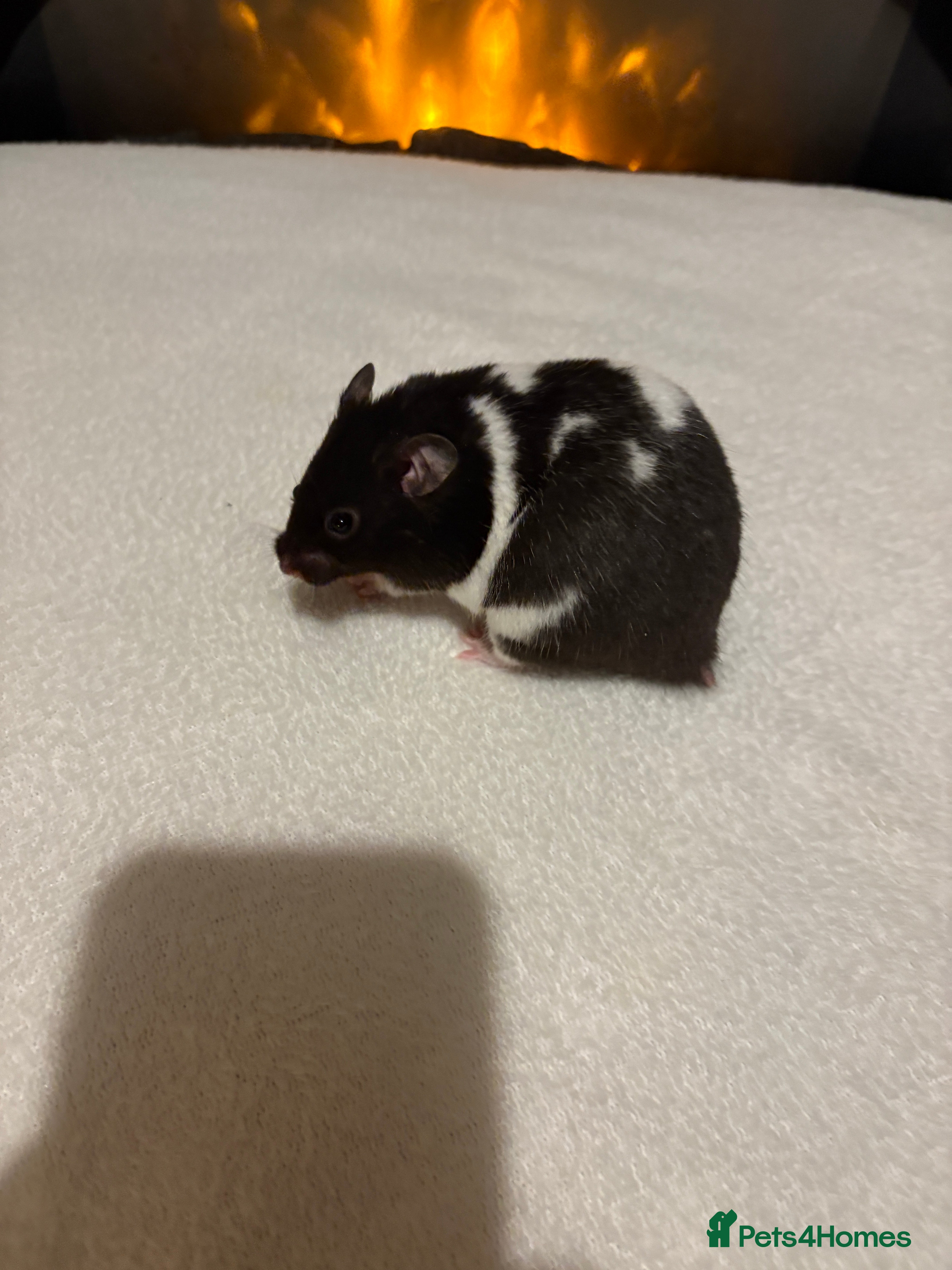 Hamster rodents Stunning long haired Syrian hamsters  - Advert 4