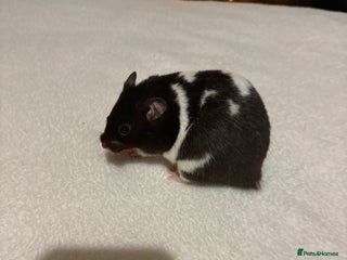 Hamster rodents Stunning long haired Syrian hamsters - Advert 5