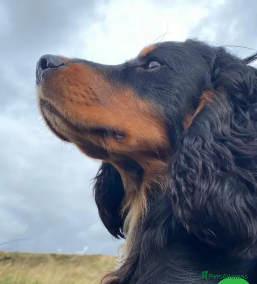 Cocker Spaniel dogs for sale: Health tested KC Working Cocker Puppies in Devizes - Advert 10