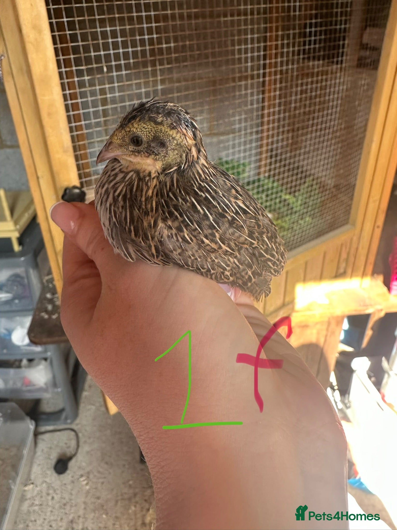 Quail poultry Chinese painted quails - Advert 6