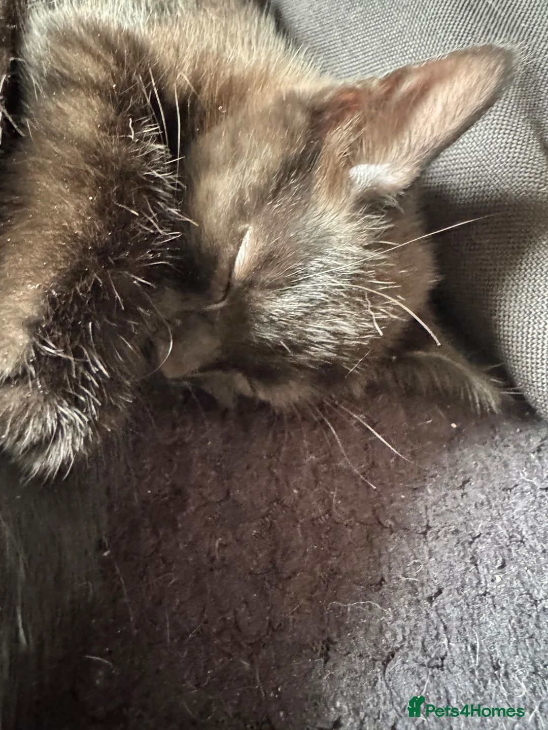 Mixed Breed cats for sale: 2 black kittens looking for their forever home in Coventry - Advert 6