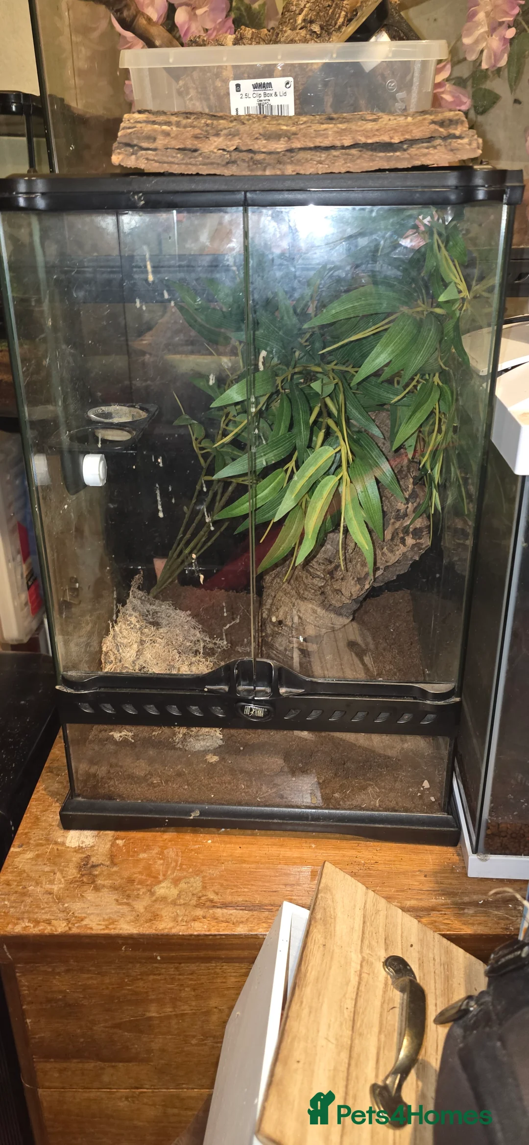 Gecko reptiles for sale: Male crested gecko  - Advert 5