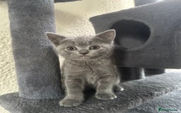 Scottish Fold cats for sale: Beautiful Scottish folds and straights kittens🎀 - Image 20
