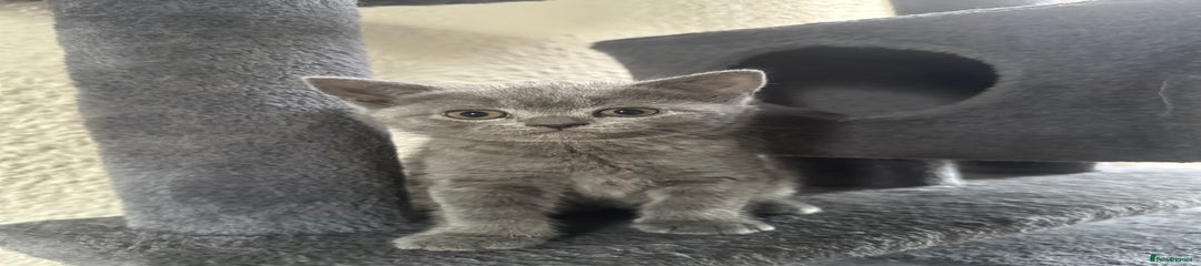 Scottish straight Kitten 8
